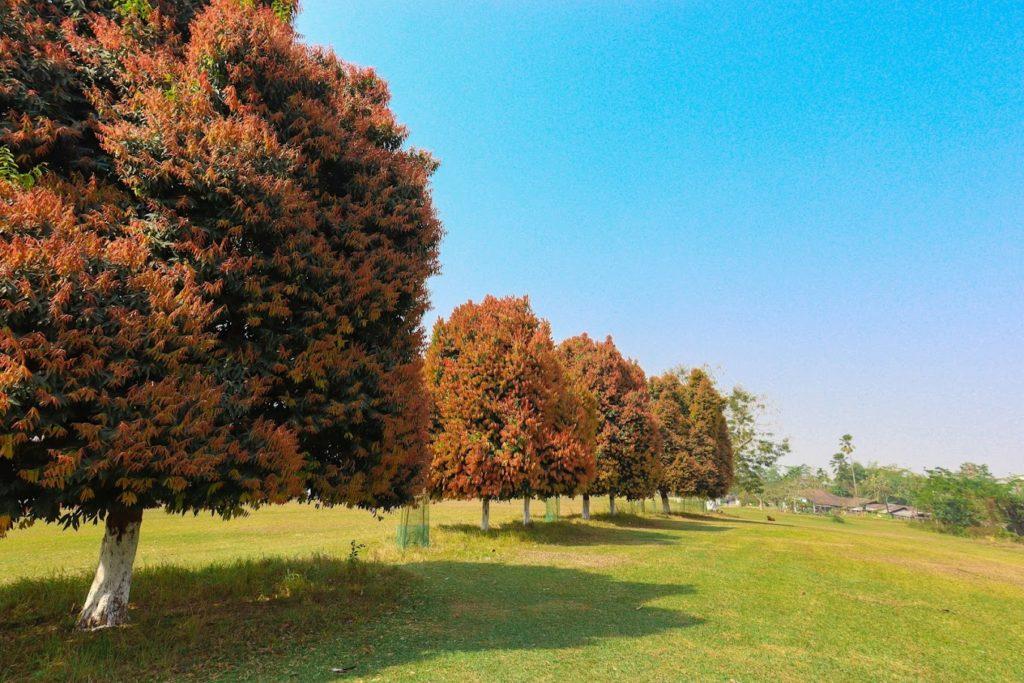 Jorhat golf course fairway trees