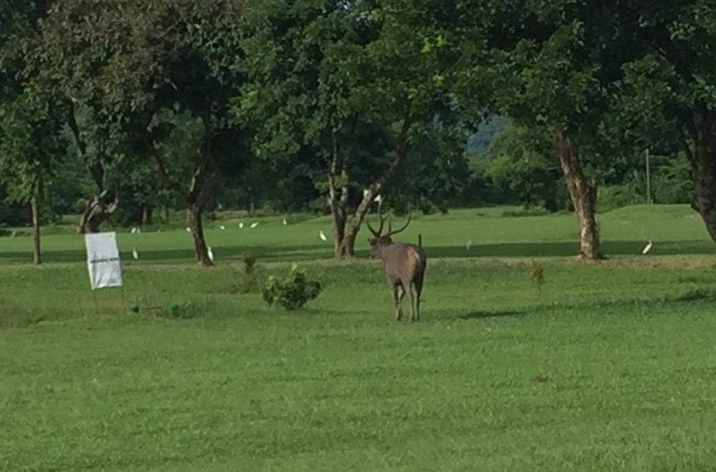 Rhino Golf Course: A Hidden Gem in the Northeast of India