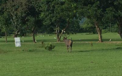 Rhino Golf Course: A Hidden Gem in the Northeast of India