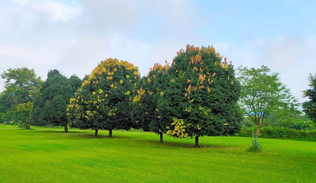 Jorhat Golf Course: A Historic and Scenic Destination for Golf Lovers