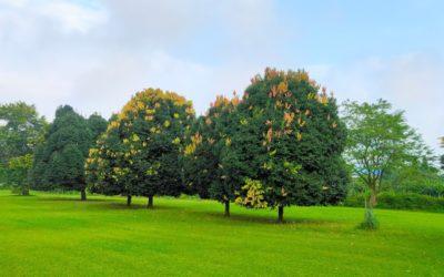 Jorhat Golf Course: A Historic and Scenic Destination for Golf Lovers