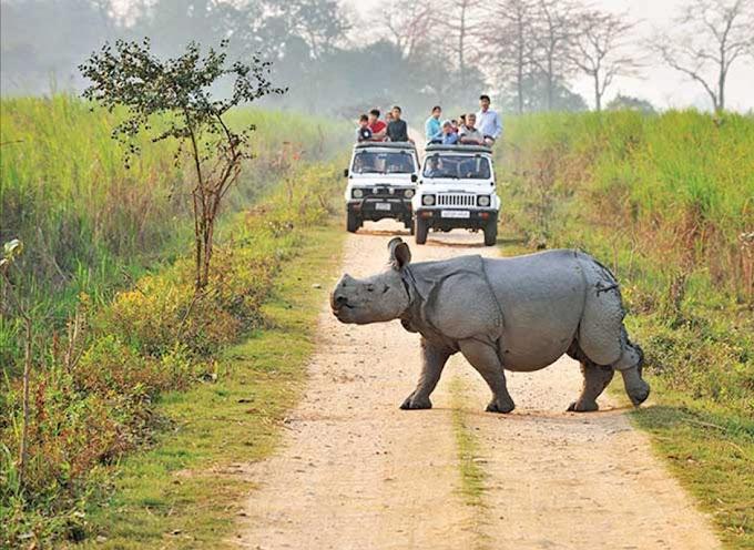 Kaziranaga National Park Rhino