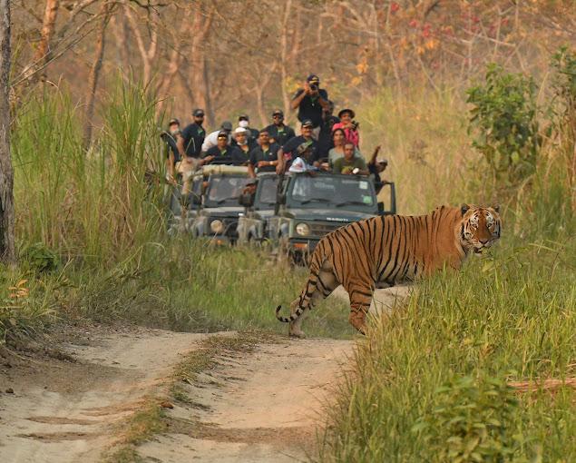 Kaziranaga National Park safari tiger